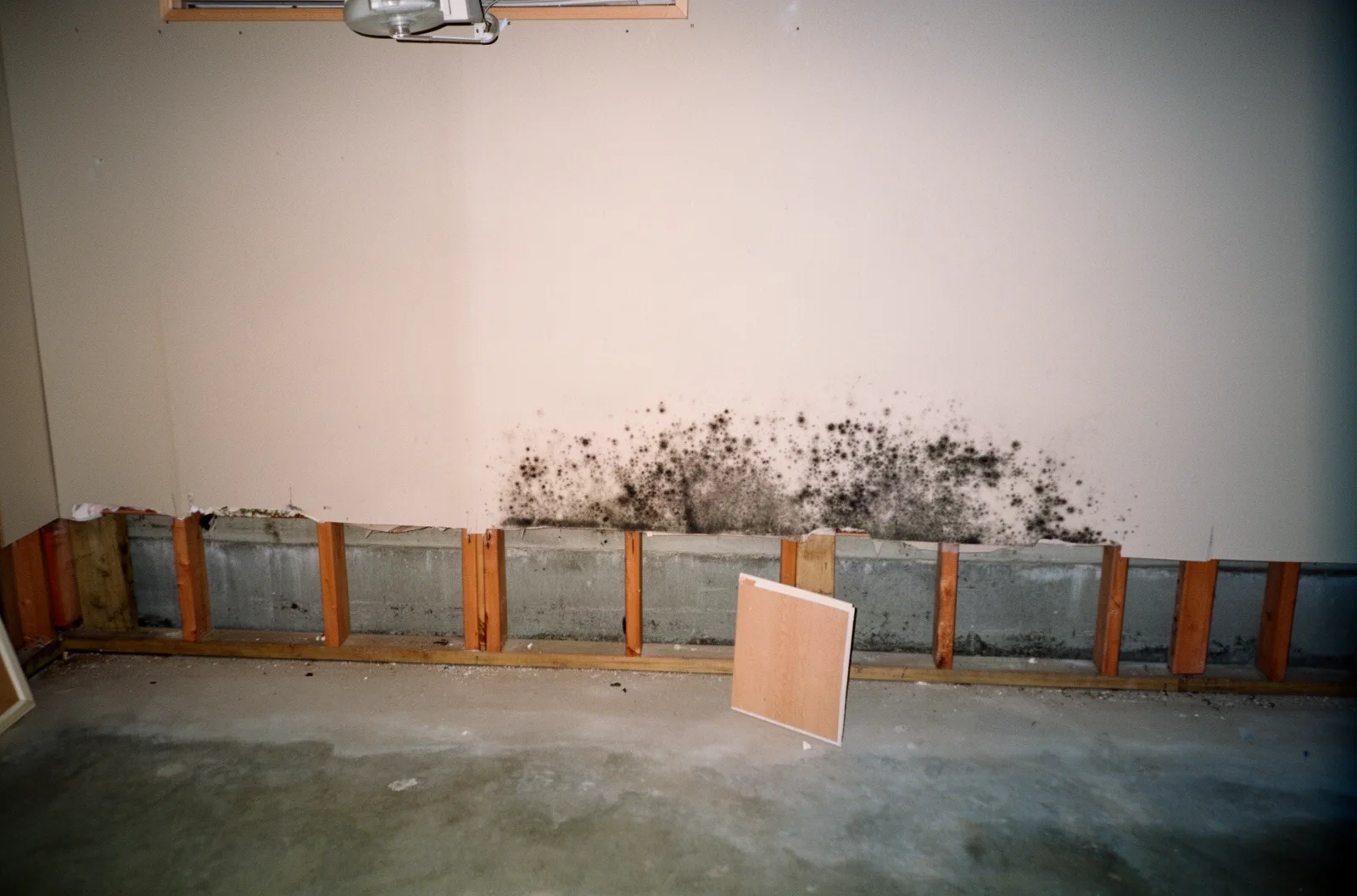 A cut-out section of basement drywall with mold spotting on the remaining drywall paper and exposed studs
