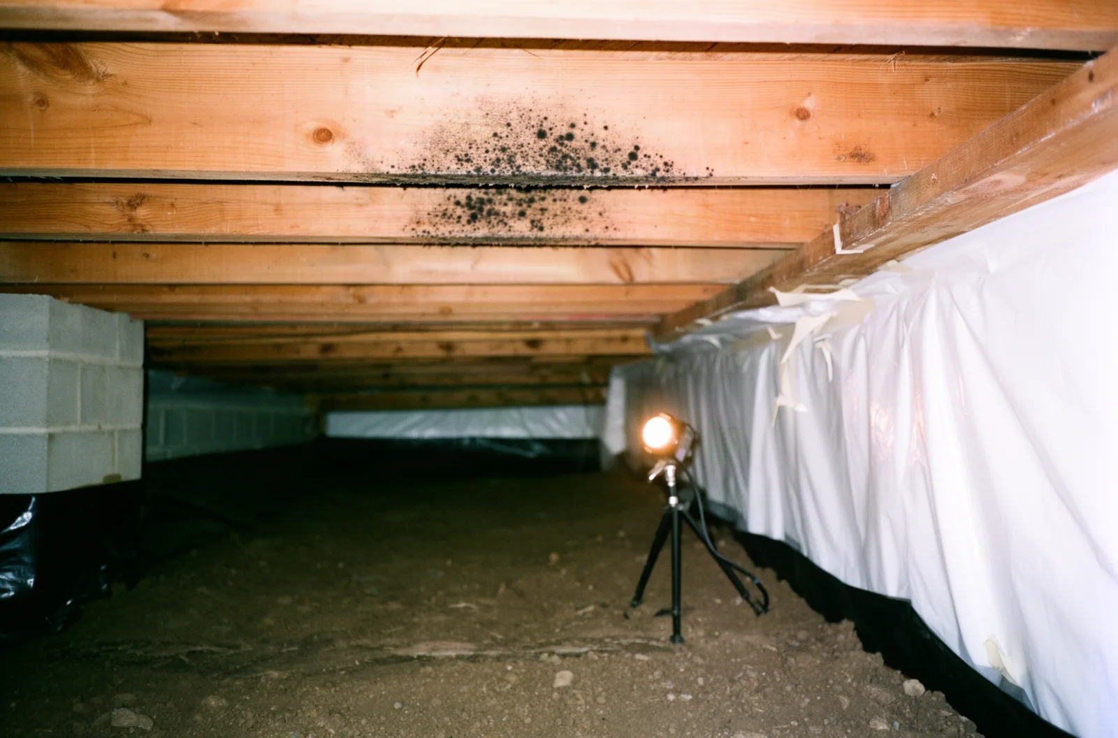 Mold-spotted floor joists and a vapor barrier inside a crawlspace